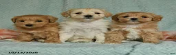Maltipoo dogs for sale: Mervi - Ad 5
