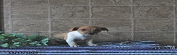 Jack Russell Terrier dogs for sale: Aspen - Ad 4