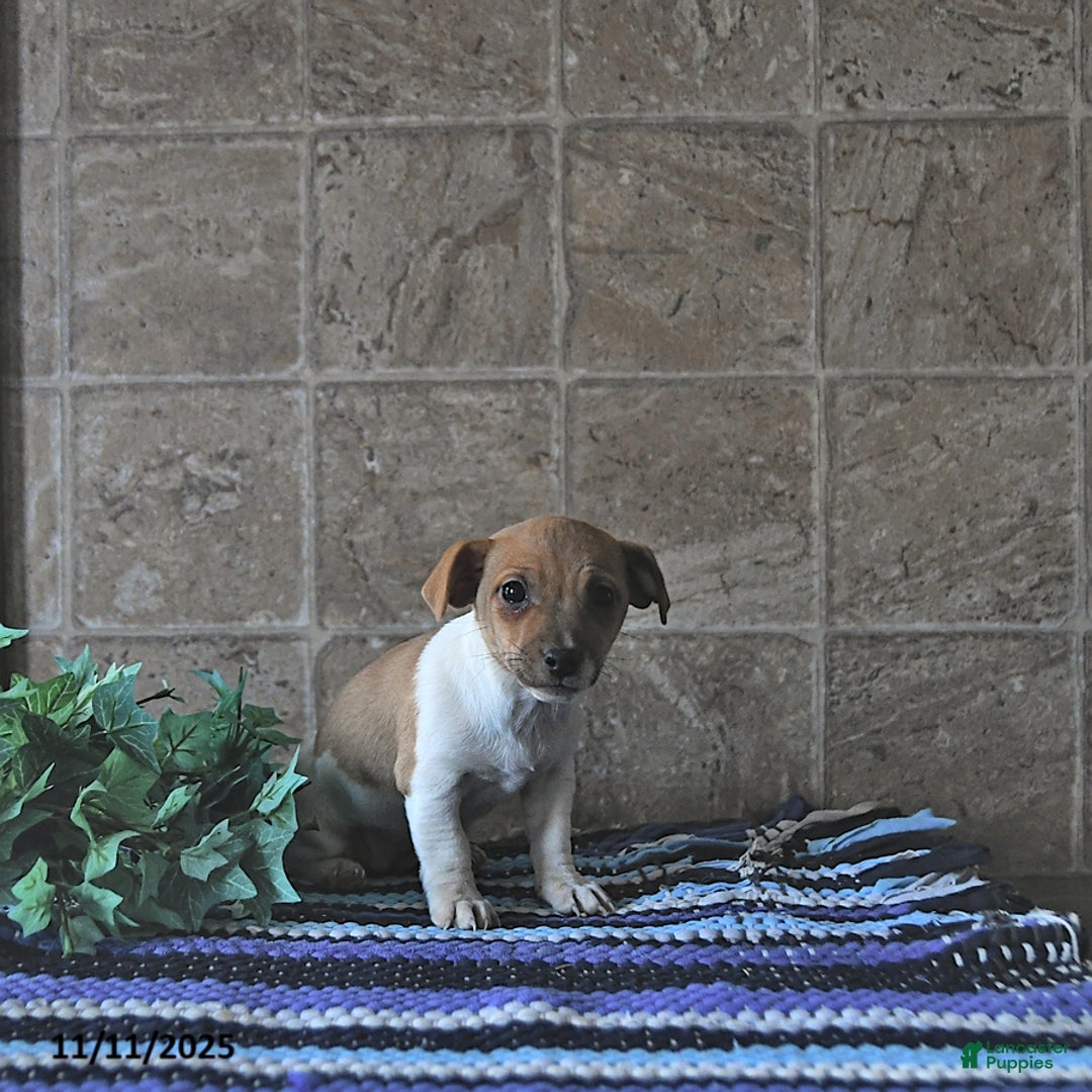 Jack Russell Terrier dogs for sale: Aspen - Ad 4