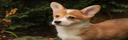 Welsh Corgi Pembroke dogs for sale: Mila Welsh Corgi Pembroke  - Ad 13
