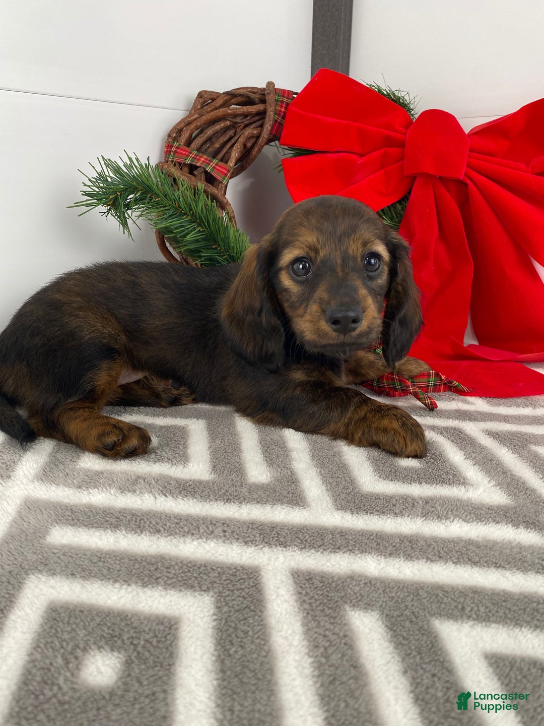 Miniature Dachshund dogs for sale: Bella - Ad 8