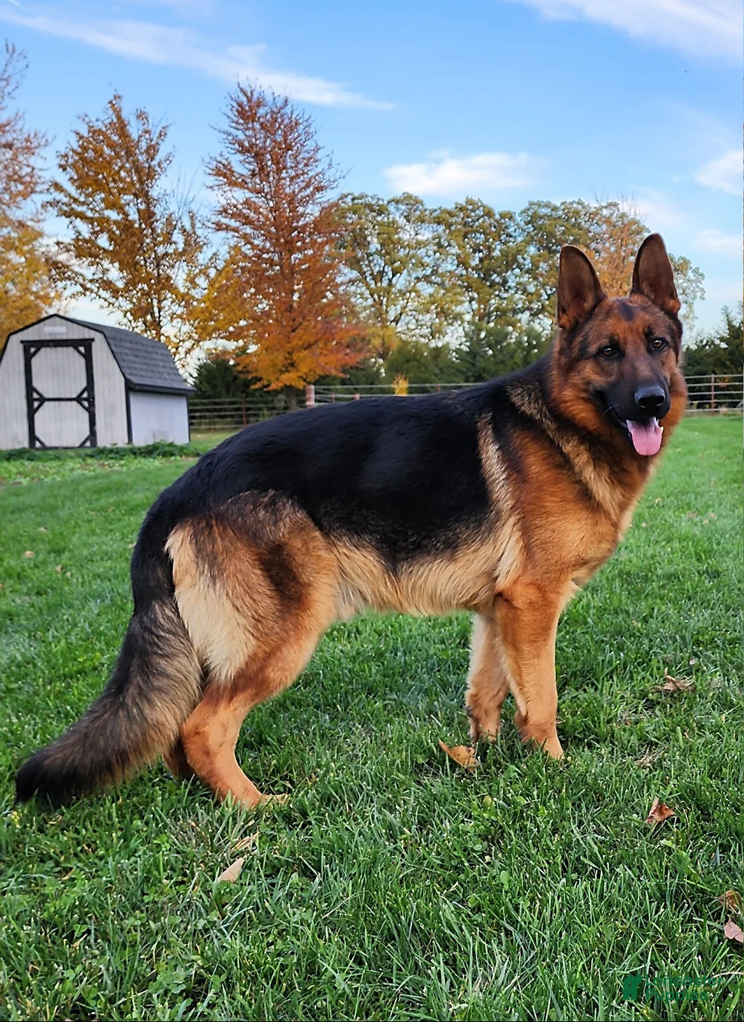 German Shepherd dogs for sale: Moose - Ad 7