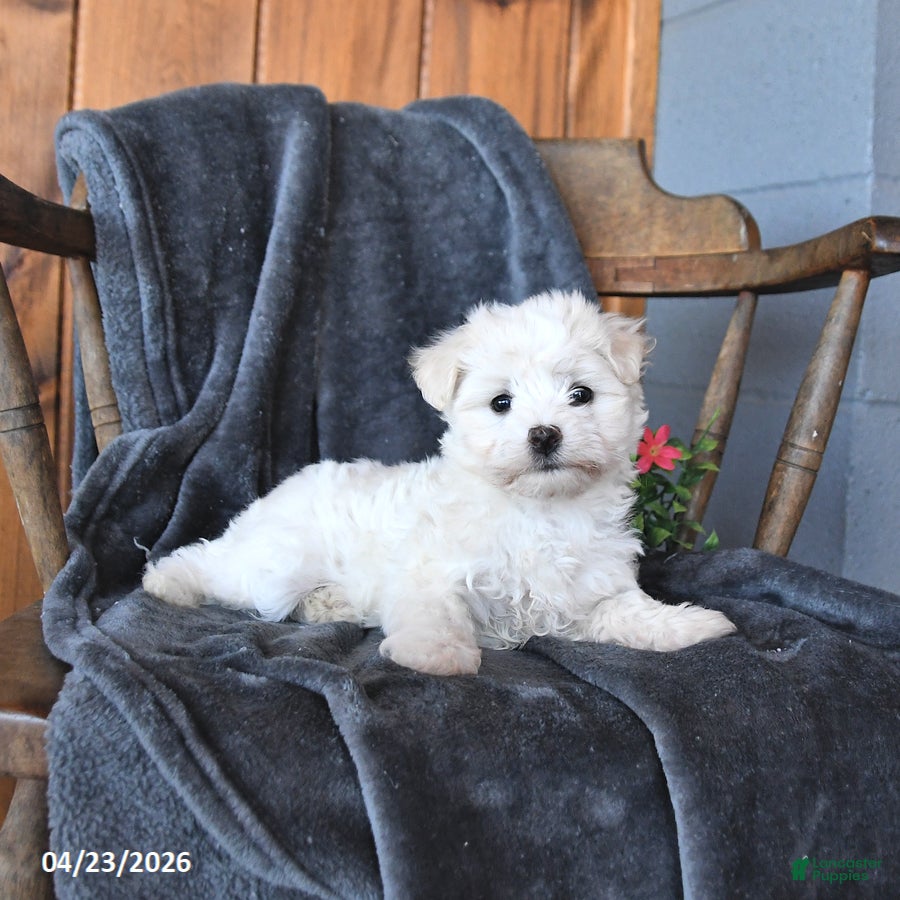 Maltese dogs Flurry - Ad 2