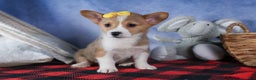 Welsh Corgi Pembroke dogs for sale: Monty - Ad 9