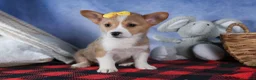 Welsh Corgi Pembroke dogs for sale: Monty - Ad 20