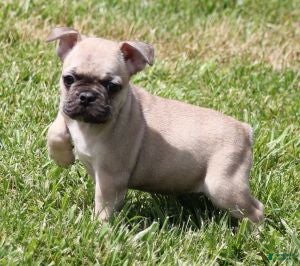 French Bulldog dogs SAM FAWN MALE - Ad 25