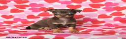 Chihuahua dogs for sale: Penny - Ad 4