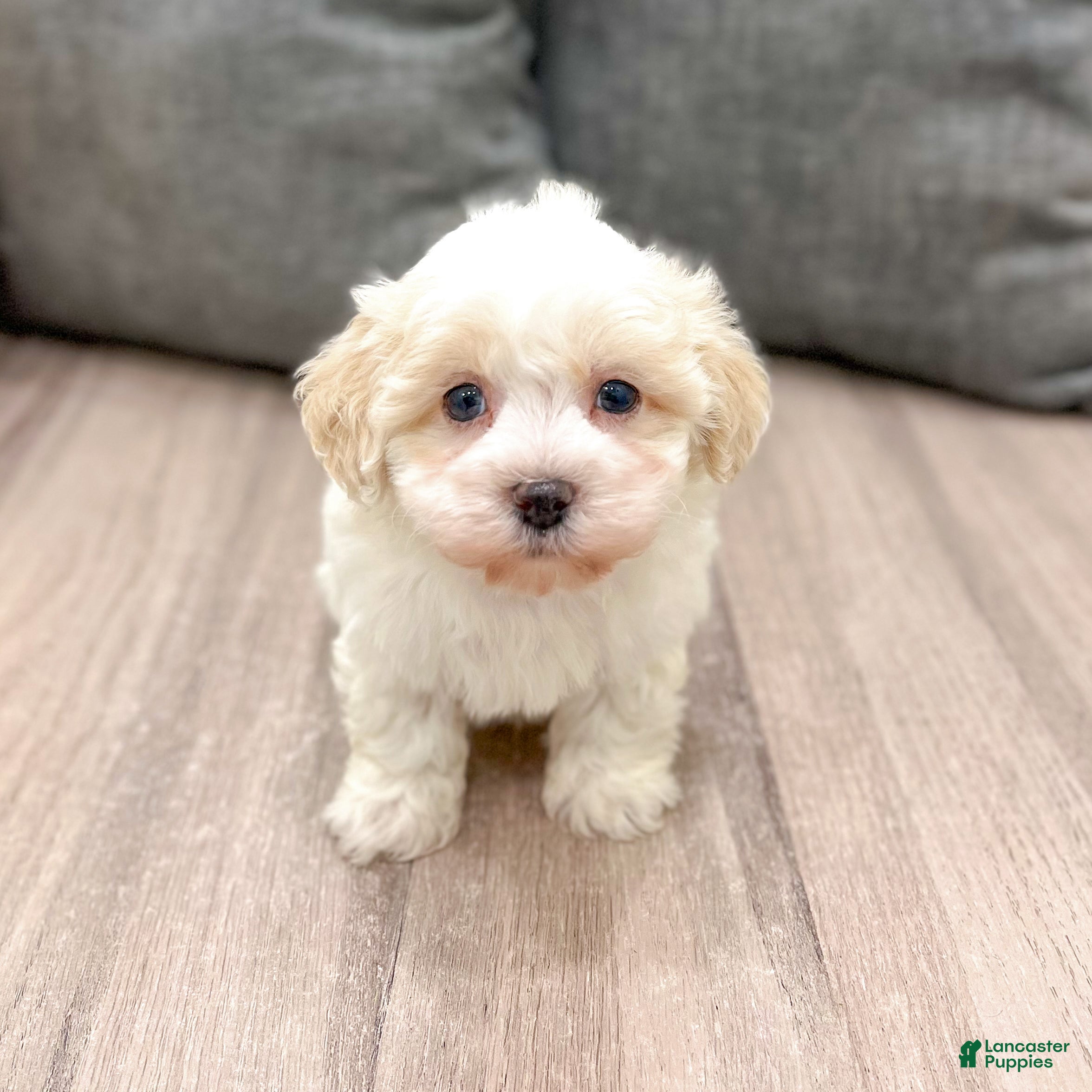 Havanese dogs Ranger - Ad 2