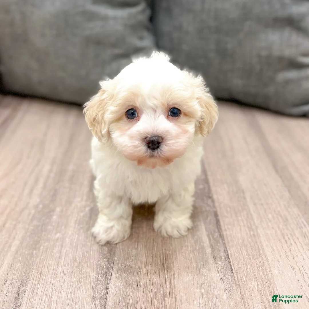 Havanese dogs for sale: Ranger - Ad 2