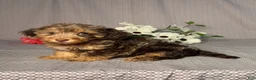 Doxiepoo dogs for sale: Faith - Ad 2