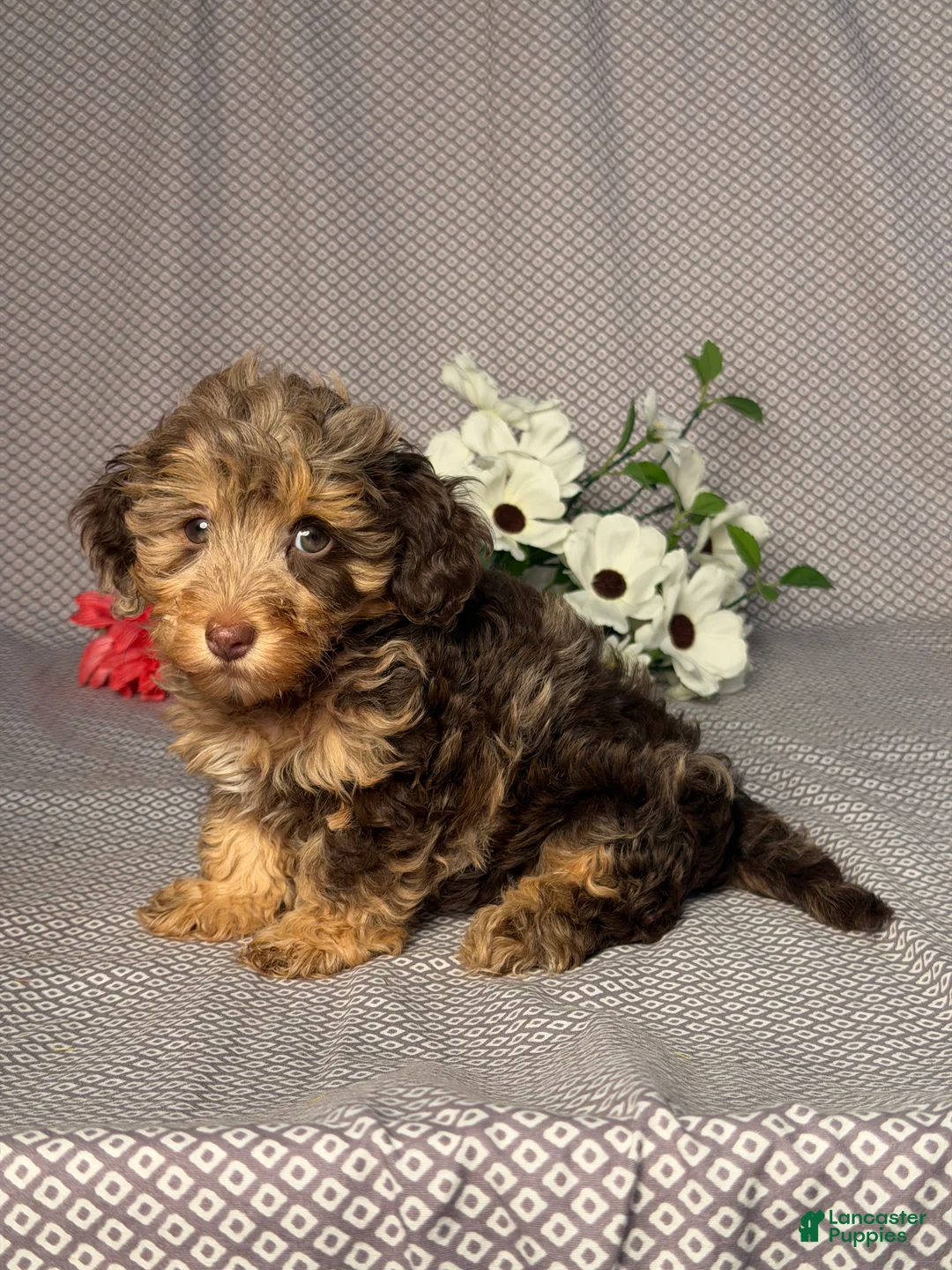 Doxiepoo dogs for sale: Faith - Ad 2