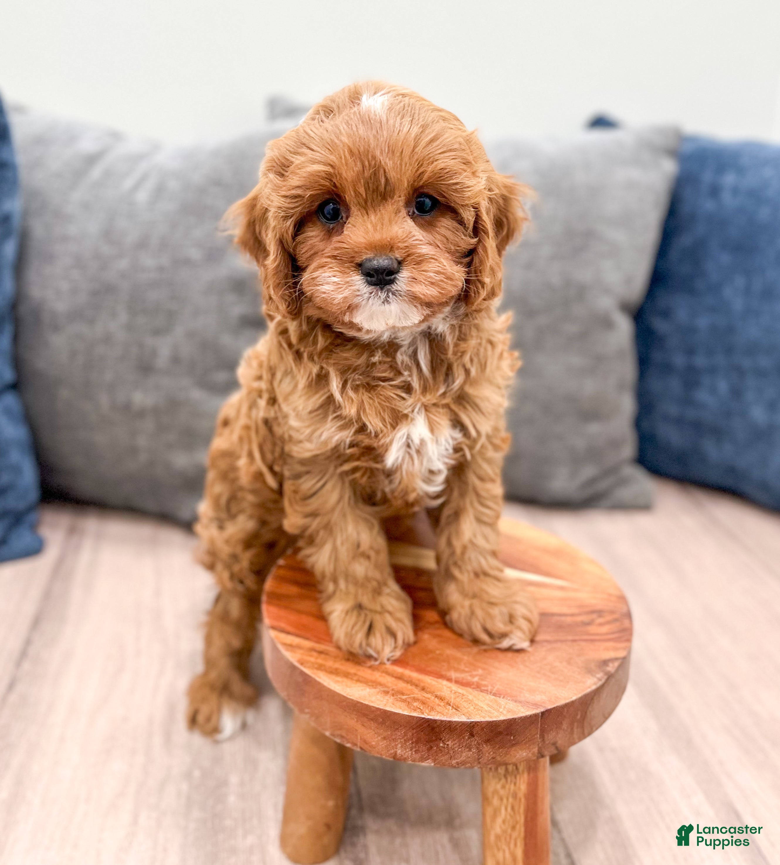 Cavapoo dogs Olive - Ad 1