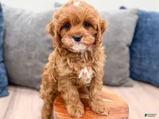 Cavapoo dogs Olive - Ad 1
