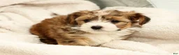 Yorkiepoo dogs for sale: Lincoln - Ad 8