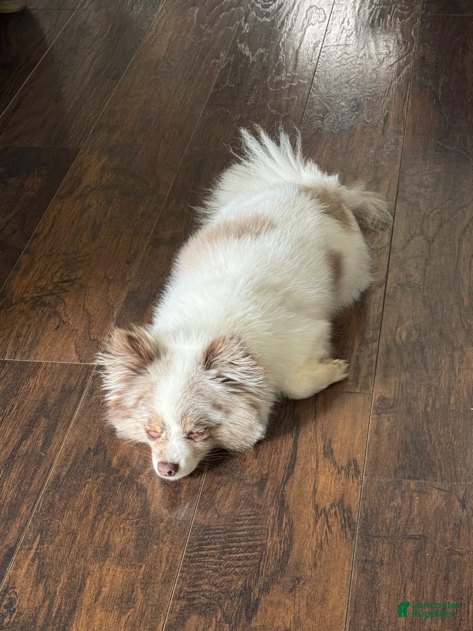 Pomeranian dogs Rocky  - Ad 2