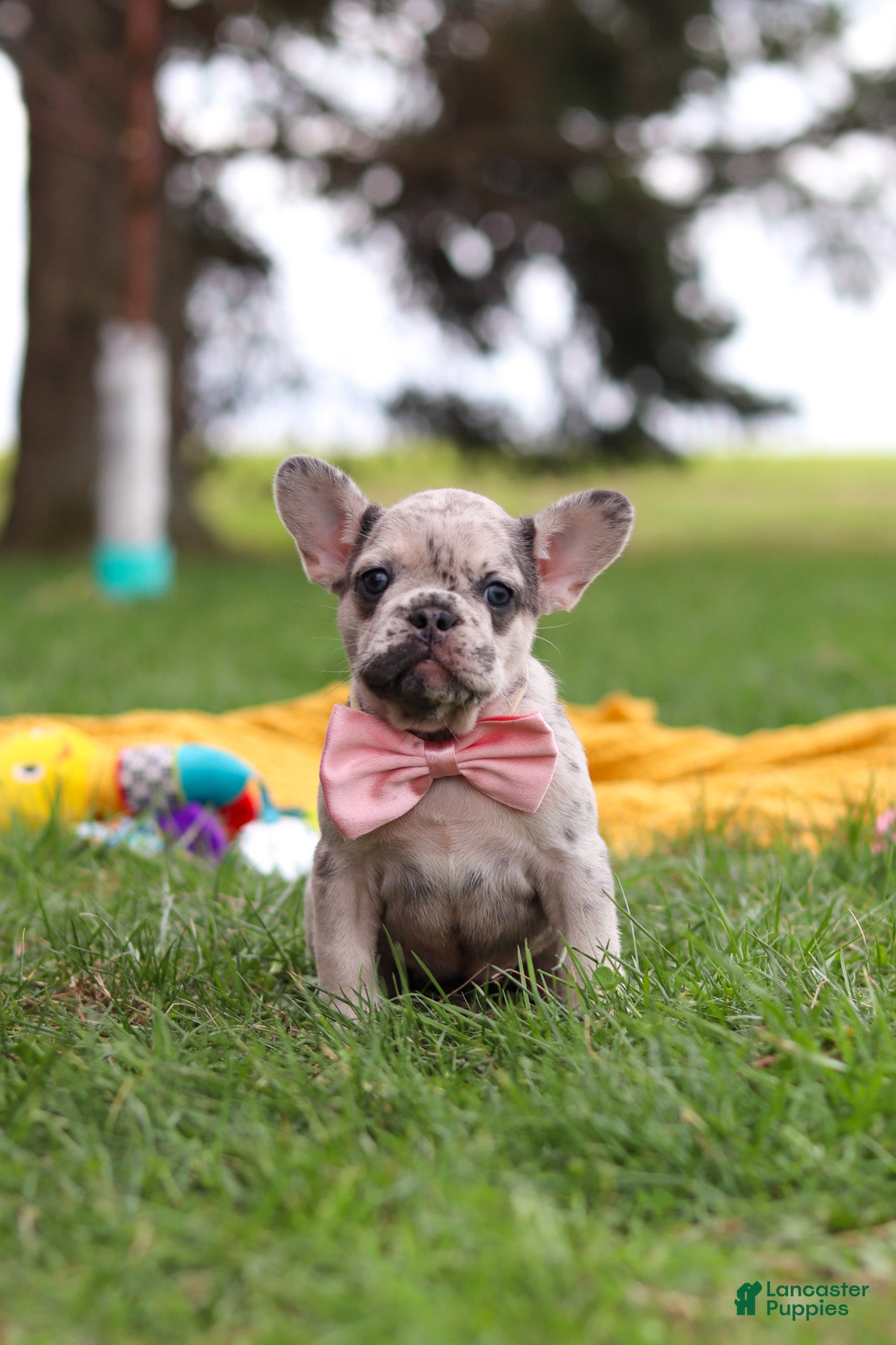 French Bulldog dogs Lottie - Ad 2