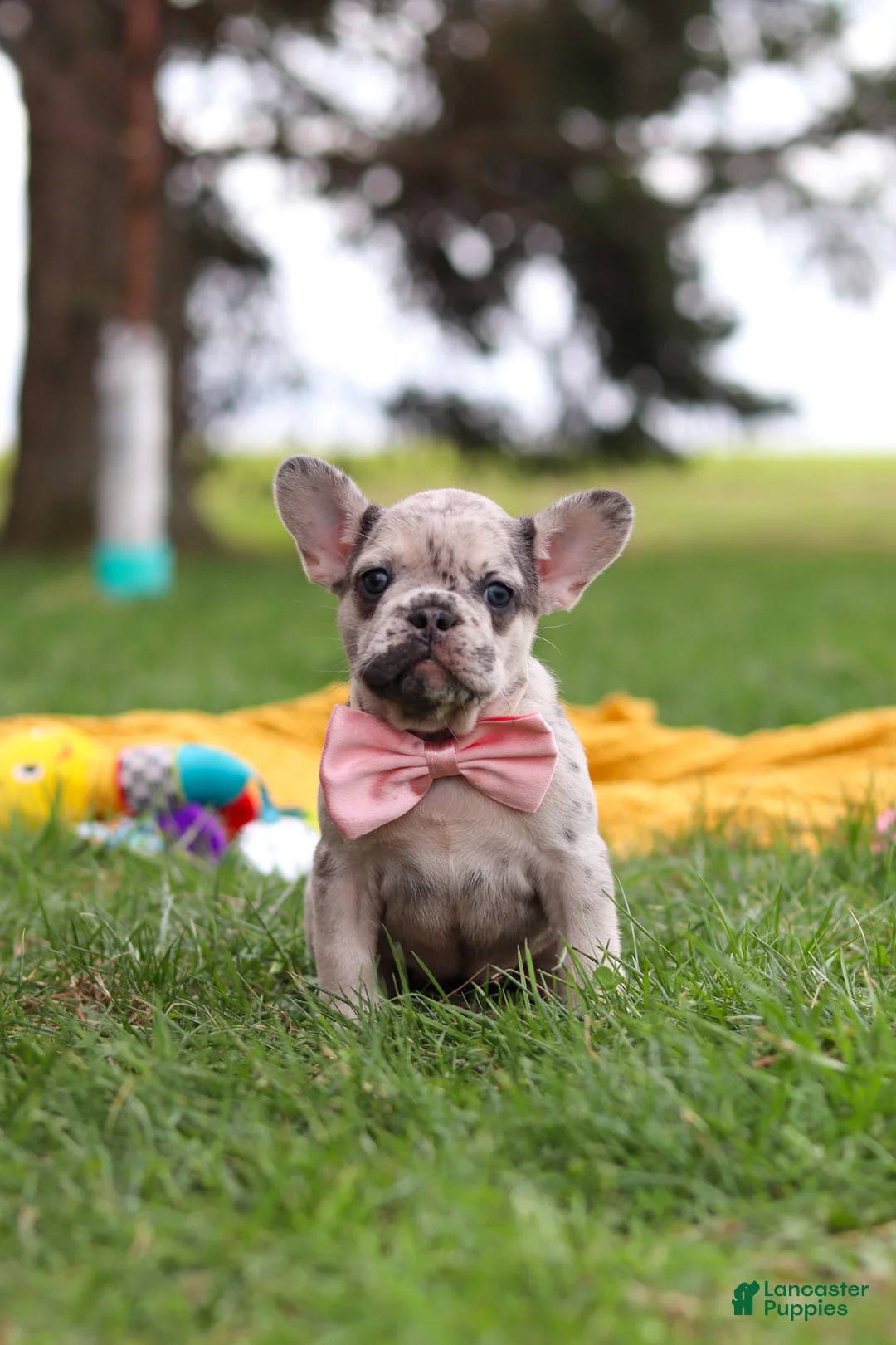 French Bulldog dogs for sale: Lottie - Ad 2