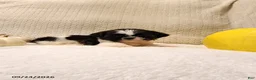 Shih Tzu dogs for sale: Tucker - Ad 4