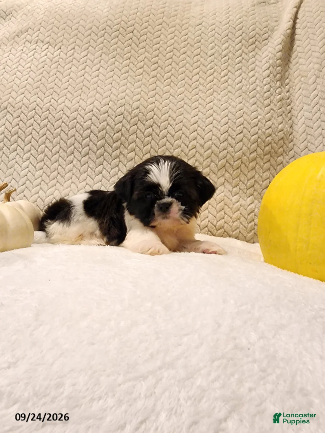 Shih Tzu dogs for sale: Tucker - Ad 4