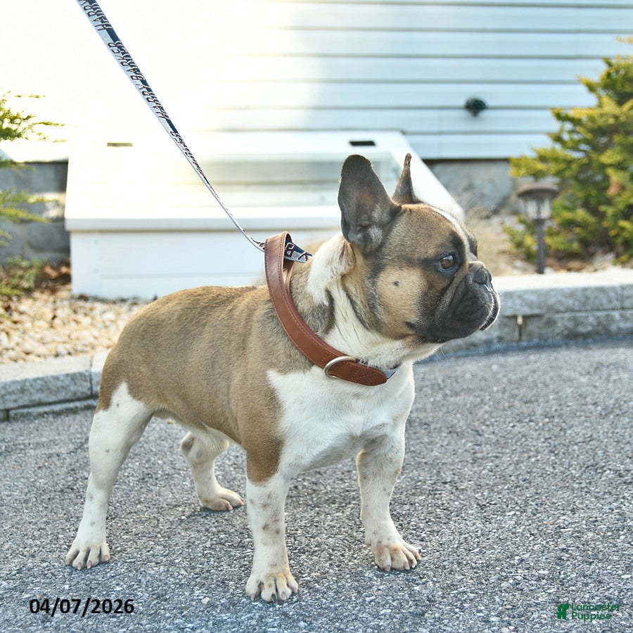 French Bulldog dogs Mini Munster  - Ad 2