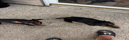 Miniature Pinscher dogs for sale: Miniature Pinscher 3 - Ad 7
