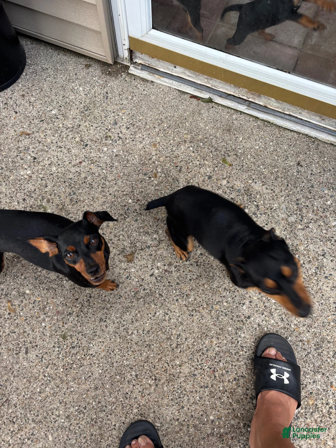 Miniature Pinscher dogs for sale: Miniature Pinscher 3 - Ad 7