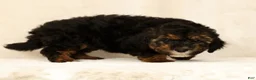 Mini Bernedoodle dogs for sale: Sheldon - Ad 5