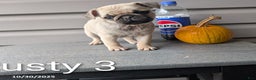 Pug dogs for sale: Rusty - Ad 8