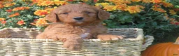 Mini Goldendoodle dogs for sale: Ginger - Ad 1