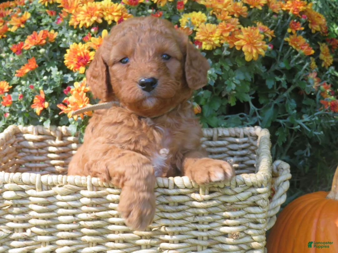 Mini Goldendoodle dogs for sale: Ginger - Ad 1