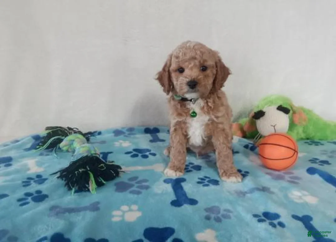 Maltipoo dogs for sale: Marvin  - Ad 5