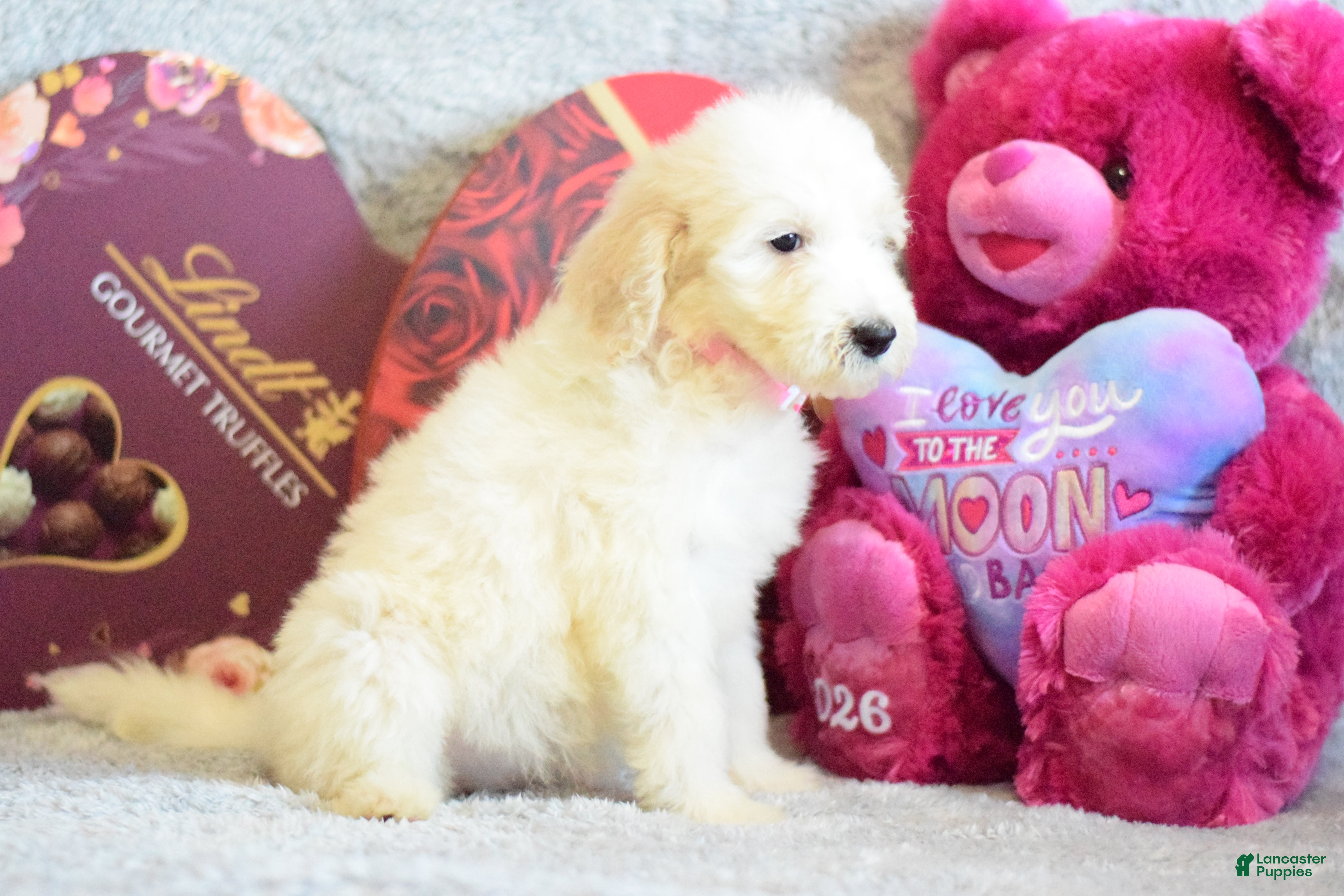 Goldendoodle dogs Goldendoodle Puppy 1 - Ad 2