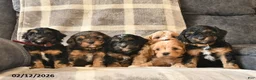 Cavapoo dogs for sale: Crystal  - Ad 5