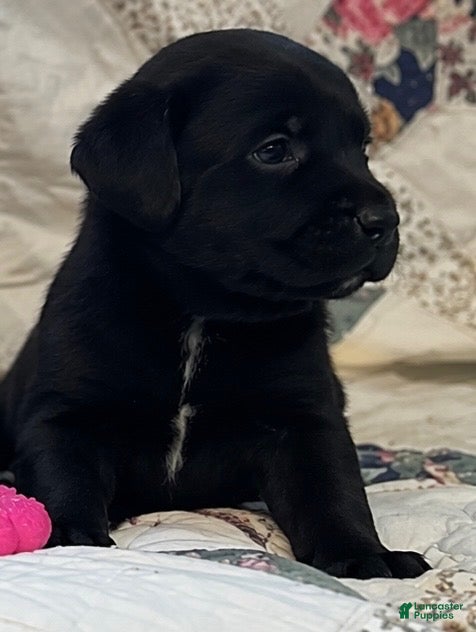 Labrador Retriever dogs Girl 2 - Ad 35