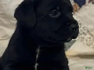 Labrador Retriever dogs Girl 2 - Ad 35