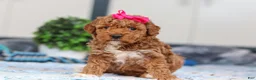 Mini Goldendoodle dogs for sale: Nala - Ad 5