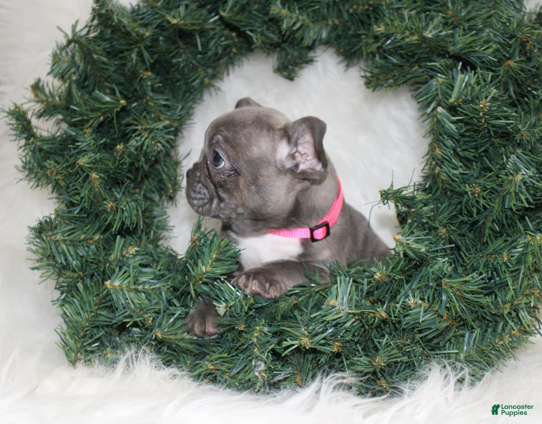 Mixed Breed dogs for sale: Sage - Ad 6