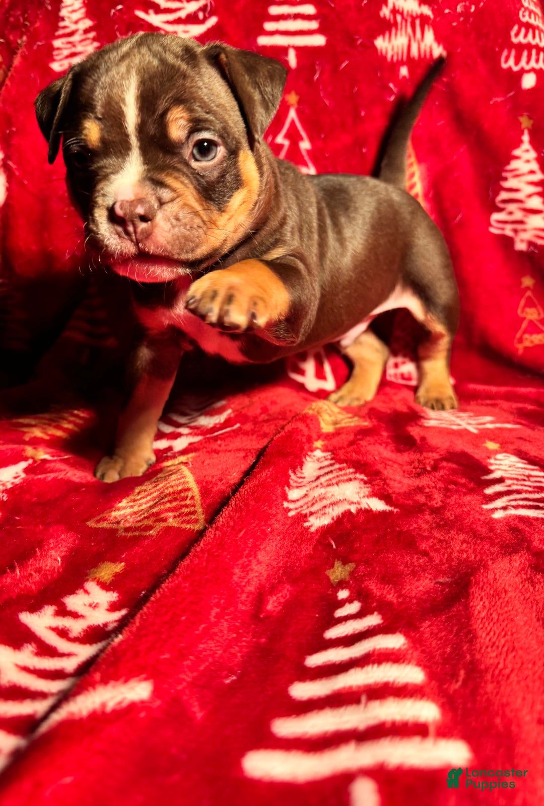 American Bully dogs for sale: American Bully Puppy 3 - Ad 3
