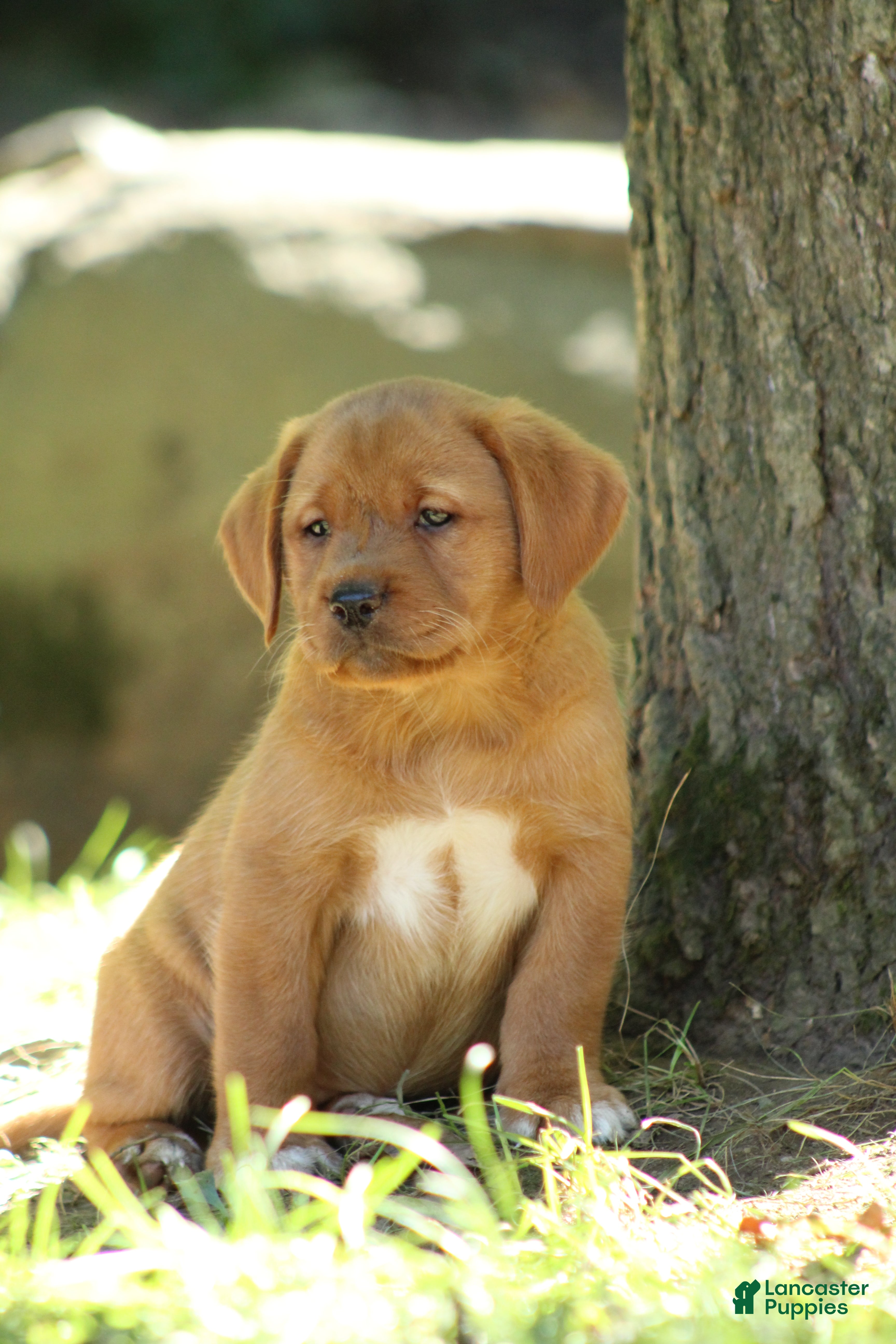 Labrador Retriever dogs Tinker - Ad 1