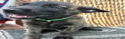 Dutch Shepherd dogs for sale: Dutch Shepherd 2 - Ad 4