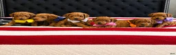 Mini Goldendoodle dogs for sale: Mini Goldendoodle 1 - Ad 3