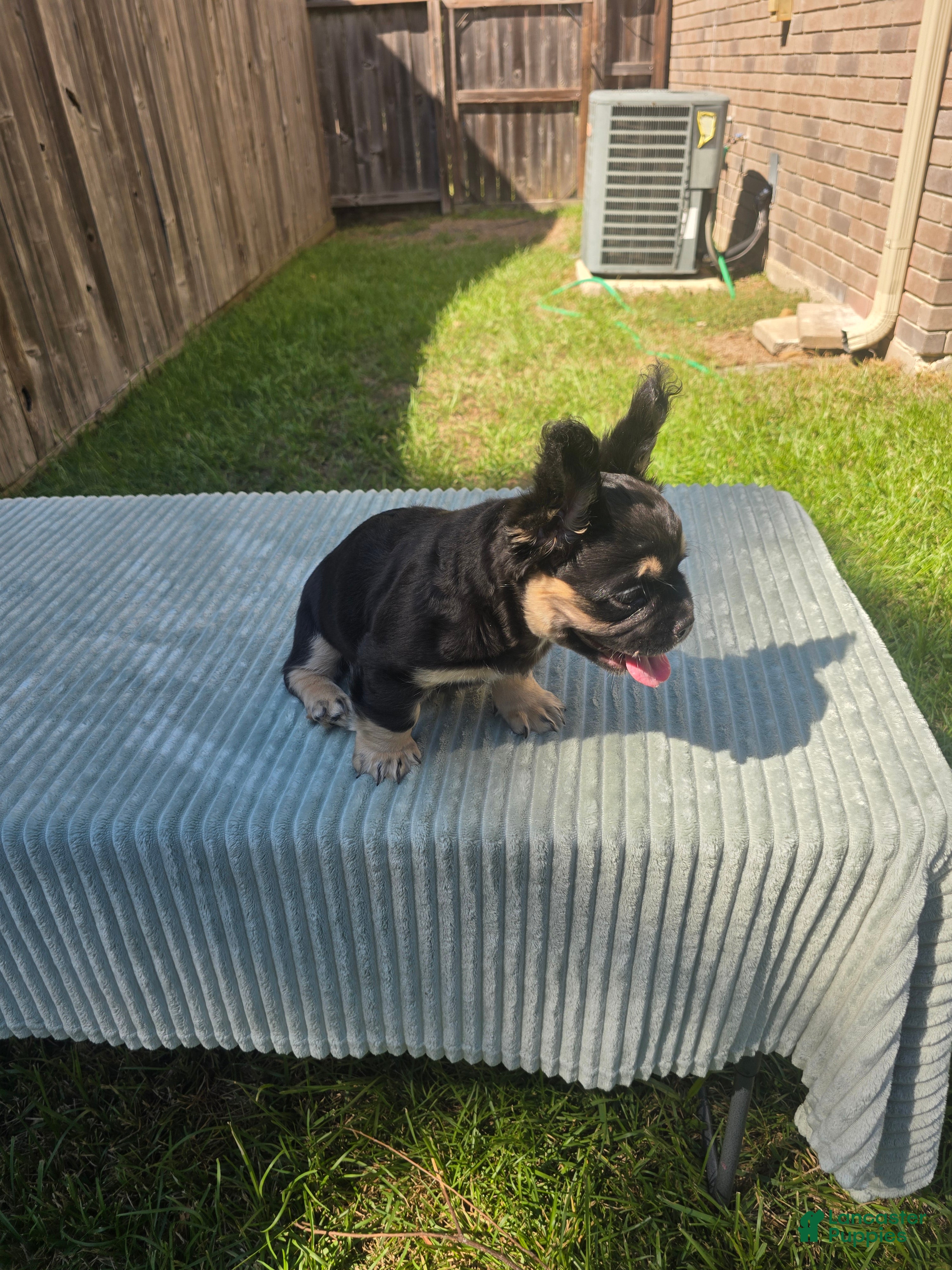 French Bulldog dogs for sale: French Bulldog 5 - Ad 2