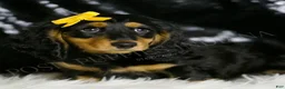 Miniature Dachshund dogs for sale: Oscar AKC - Ad 3