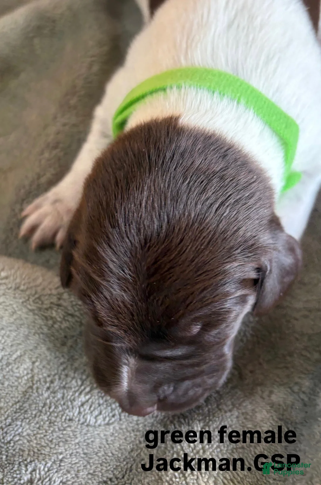 German Shorthaired Pointer dogs for sale: Green Female - Ad 1