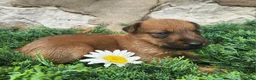 Irish Terrier dogs for sale: Ruby - Ad 6