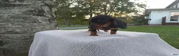 Miniature Dachshund dogs for sale: Remy  - Ad 38