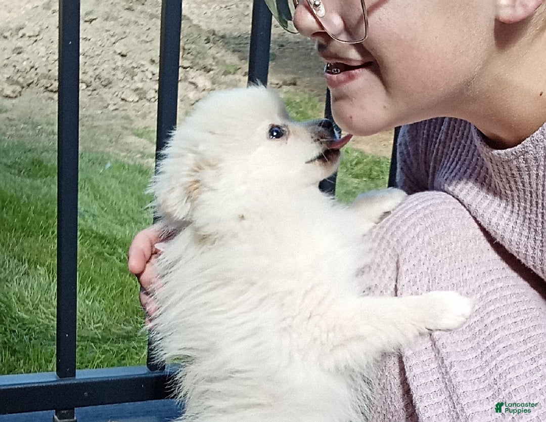 Gallery Image {{count}}