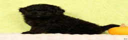 Pomapoo dogs for sale: Conner - Ad 6