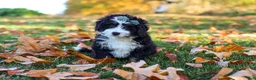 Mini Bernedoodle dogs for sale: Amber - Ad 4