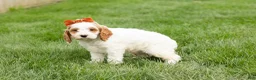 Cockapoo dogs for sale: Jasmine  - Ad 3
